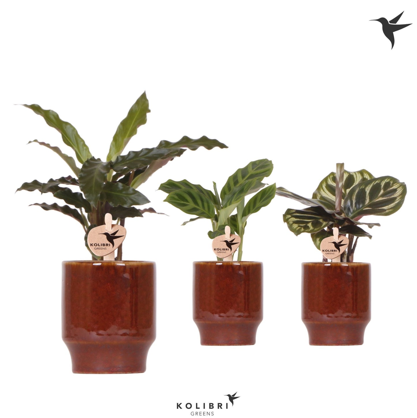 Calathea mix 21cm 6cm Pot