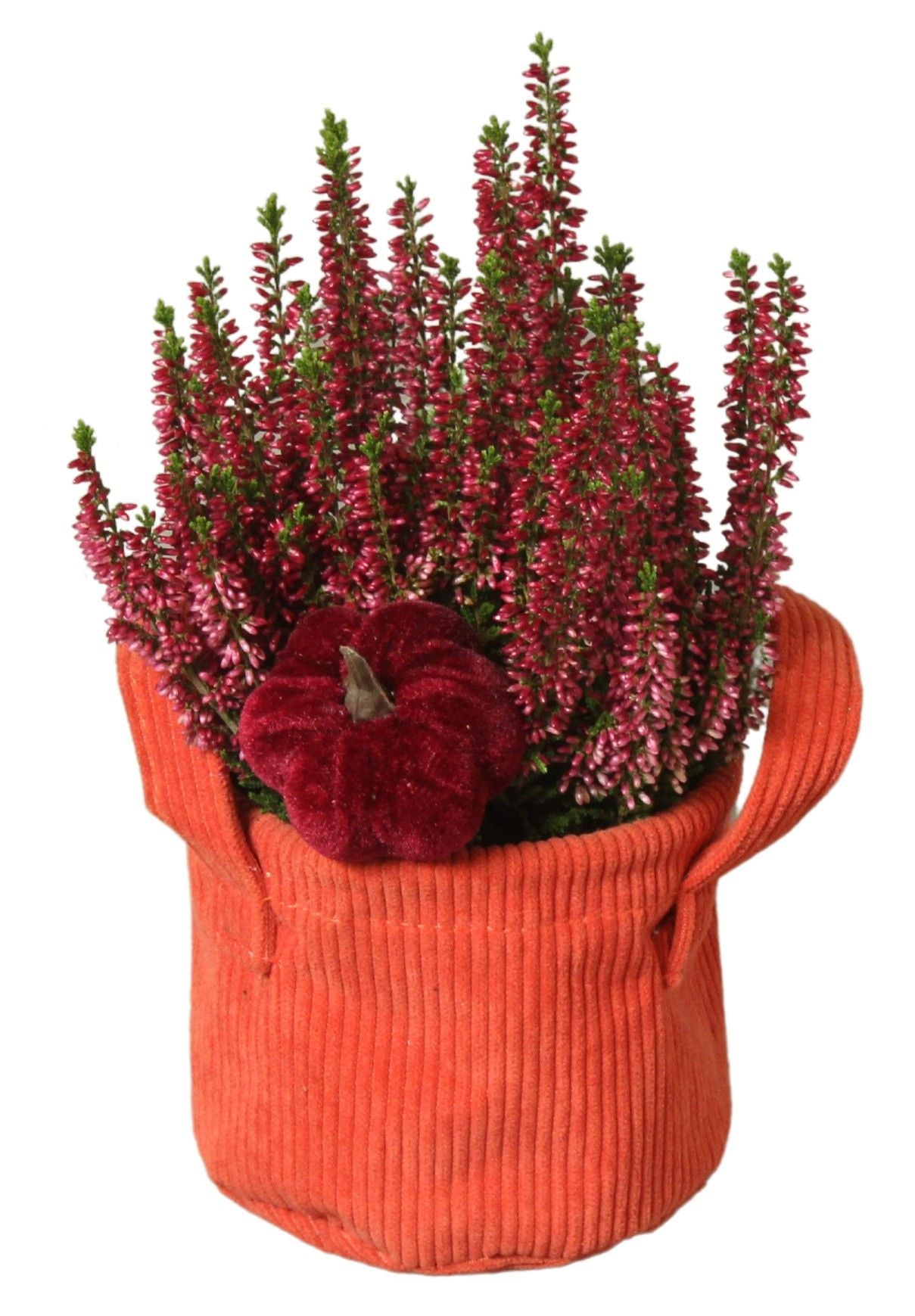 Outdoor arrangement 25cm 12cm Pot