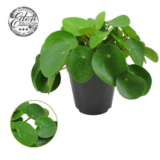Pilea peperomioides 30cm 15cm Pot