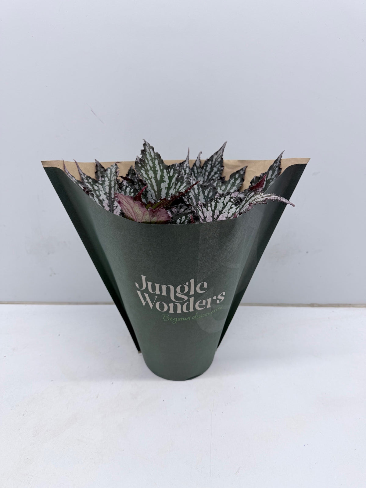 Begonia Jungle Wonder mix 30cm 15cm Pot