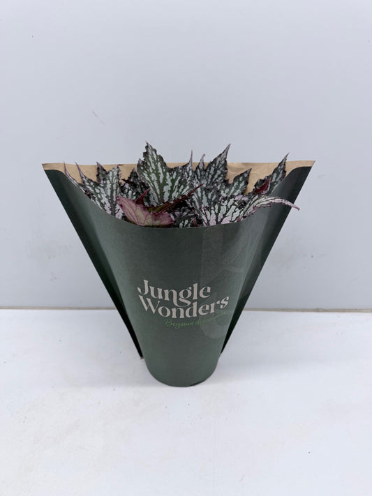 Begonia Jungle Wonder mix 30cm 15cm Pot