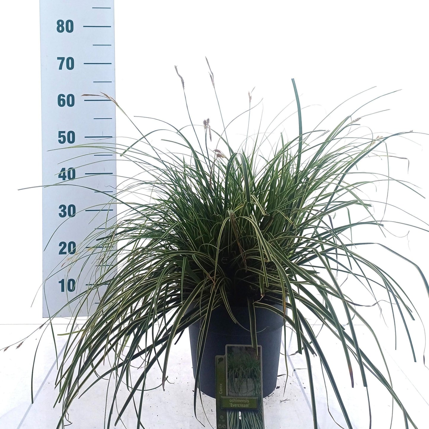 Carex oshimensis 50cm 23cm Pot