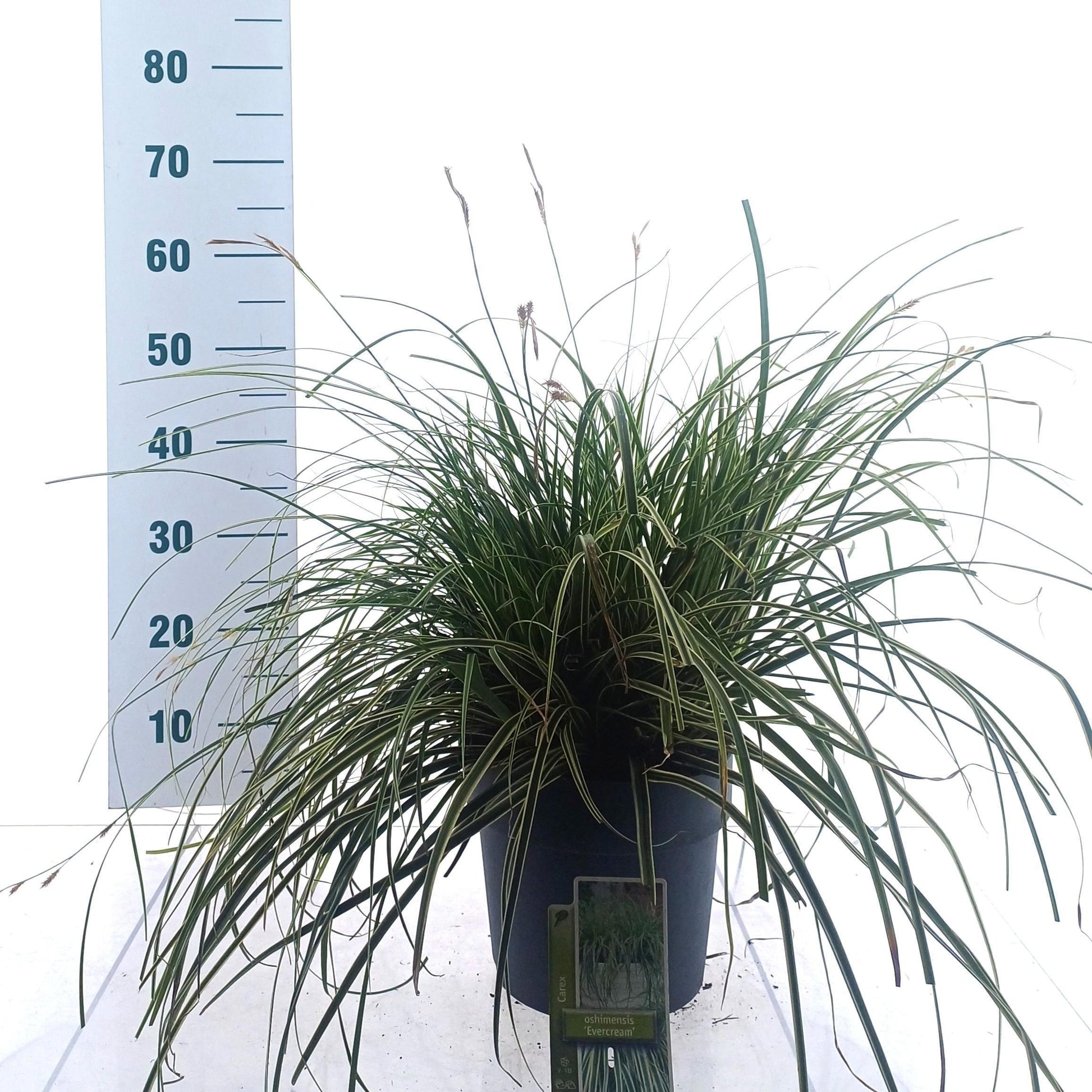 Carex oshimensis 50cm 23cm Pot