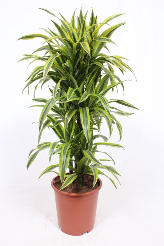 Dracaena fragrans Lemon Lime 120cm 27cm Pot