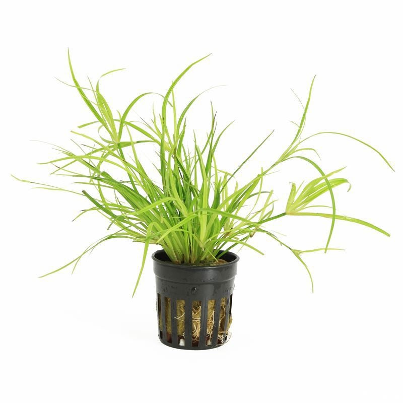 Aquarium plant mix 10cm 5cm Pot