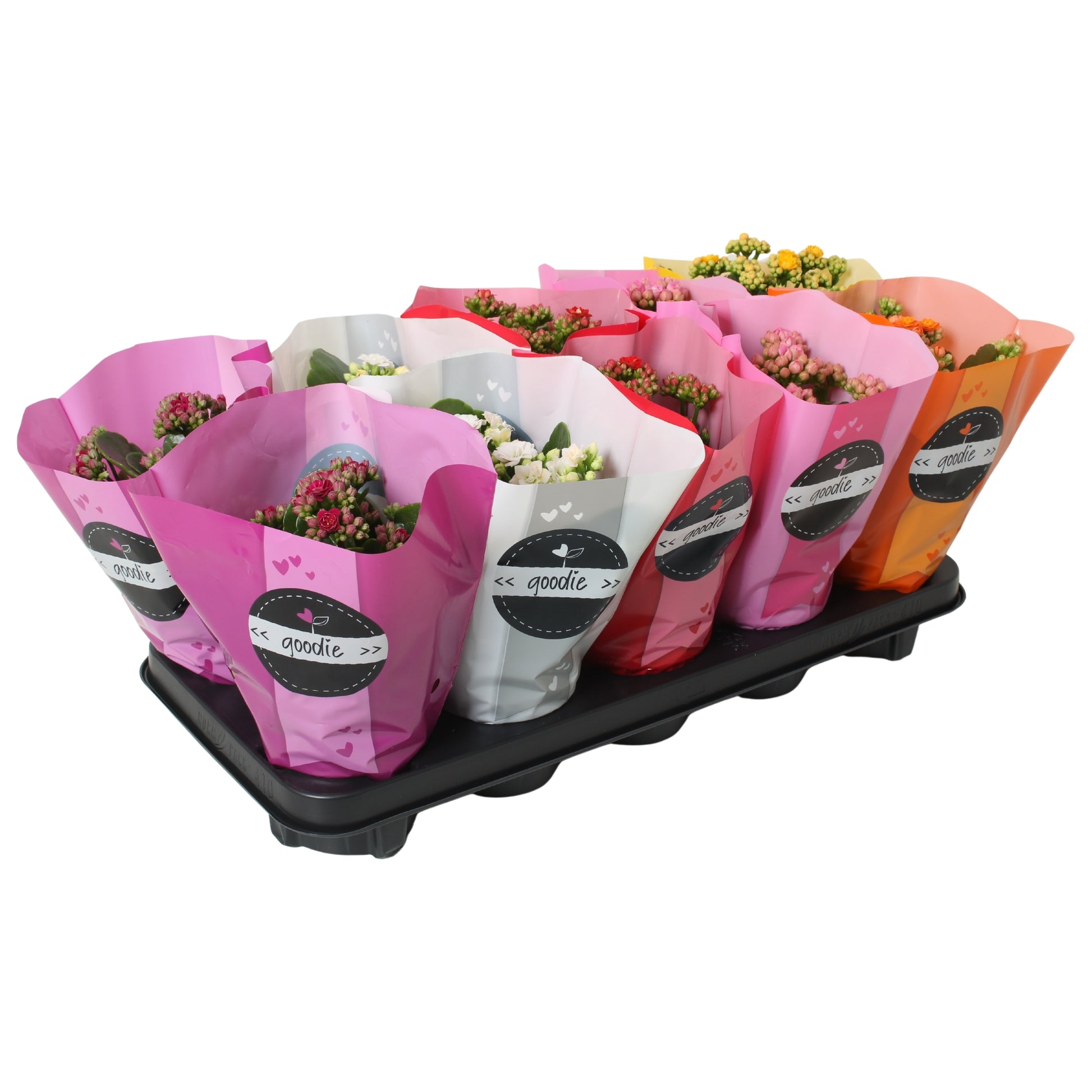 Kalanchoe Perfecta mix 24cm 510cm Pot