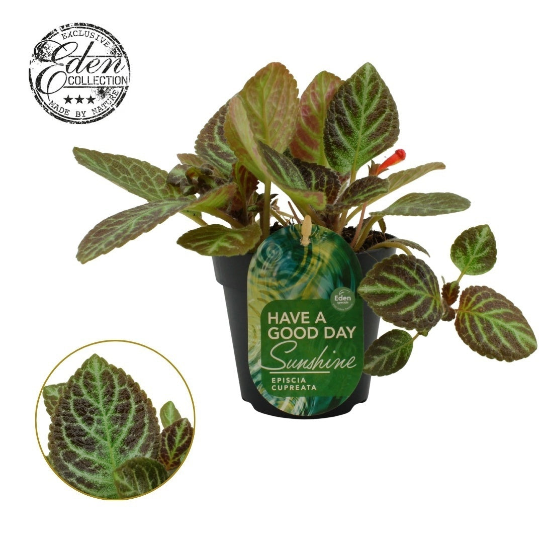 Episcia cup. Tierra Rayas 20cm 12cm Pot