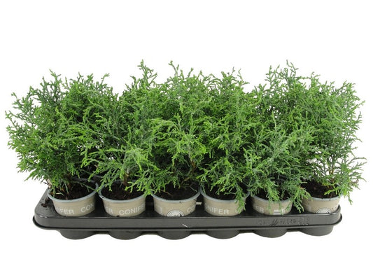 Chamaecyparis obtusa Lycopodioides 20cm 9cm Pot