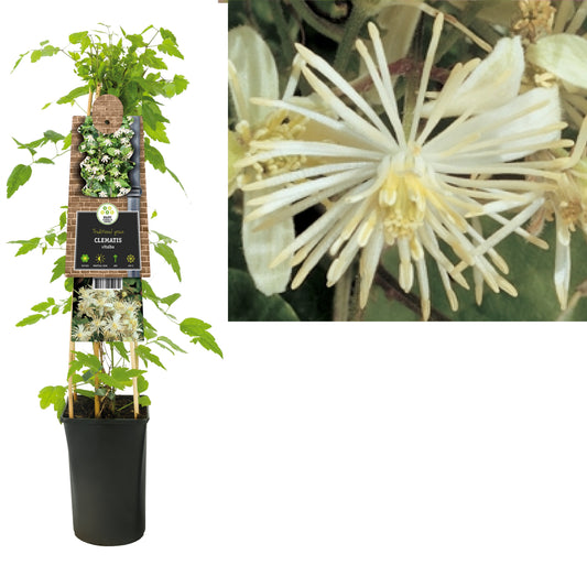 Clematis vitalba 75cm 17cm Pot