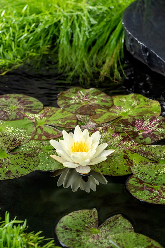 Waterplkw R. Moerings Nymphaea Marliacea Chromatella Pack of 6