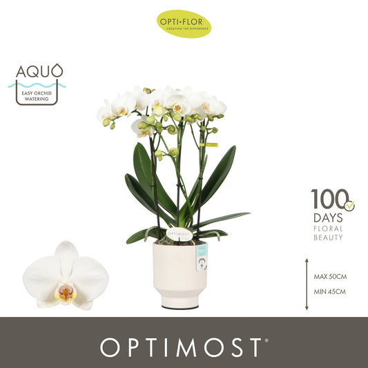 Phalaenopsis multiflora white 45cm 12cm Pot