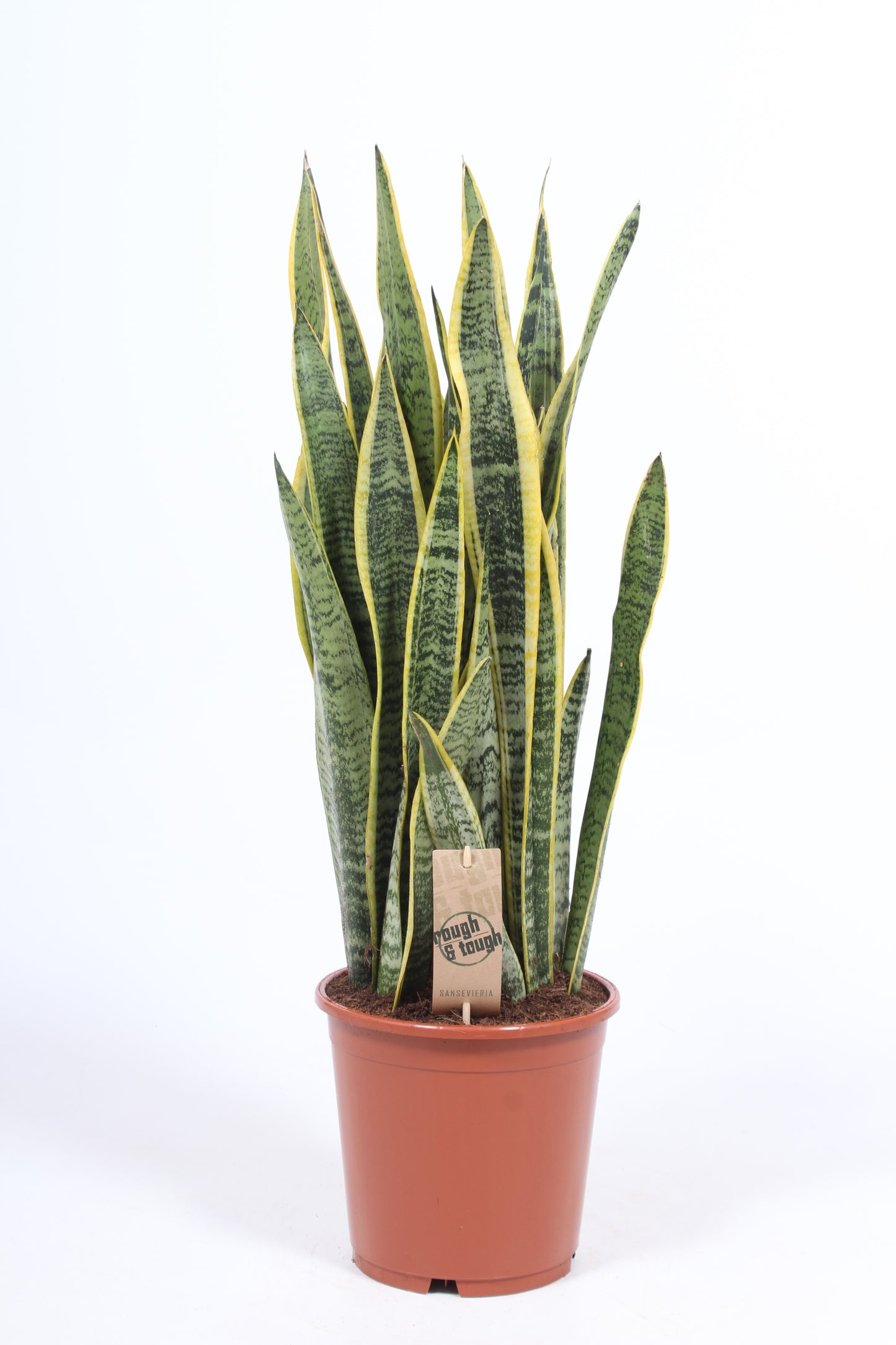 Fachjan BV Sansevieria Laurentii Pack of 3