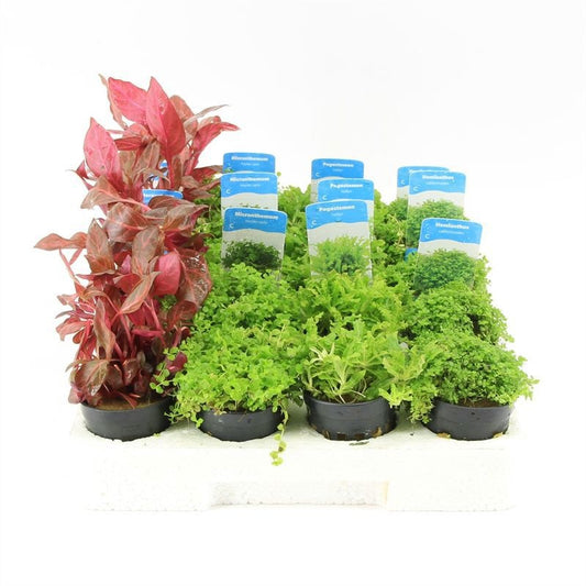 Aquarium plant mix 10cm 5cm Pot