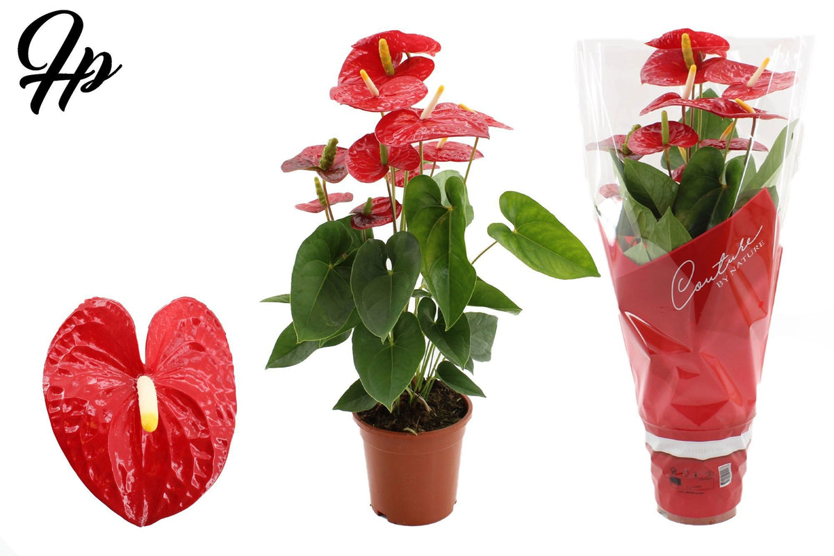 Anthurium Jambo red 57cm 17cm Pot