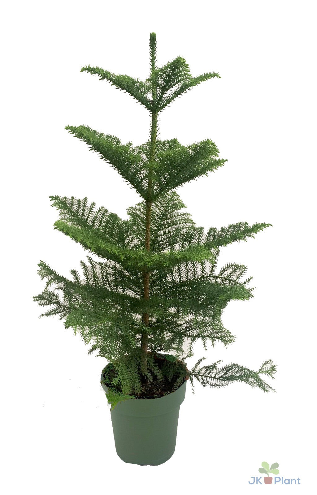 JK Plant Araucaria heterophylla Pack of 4