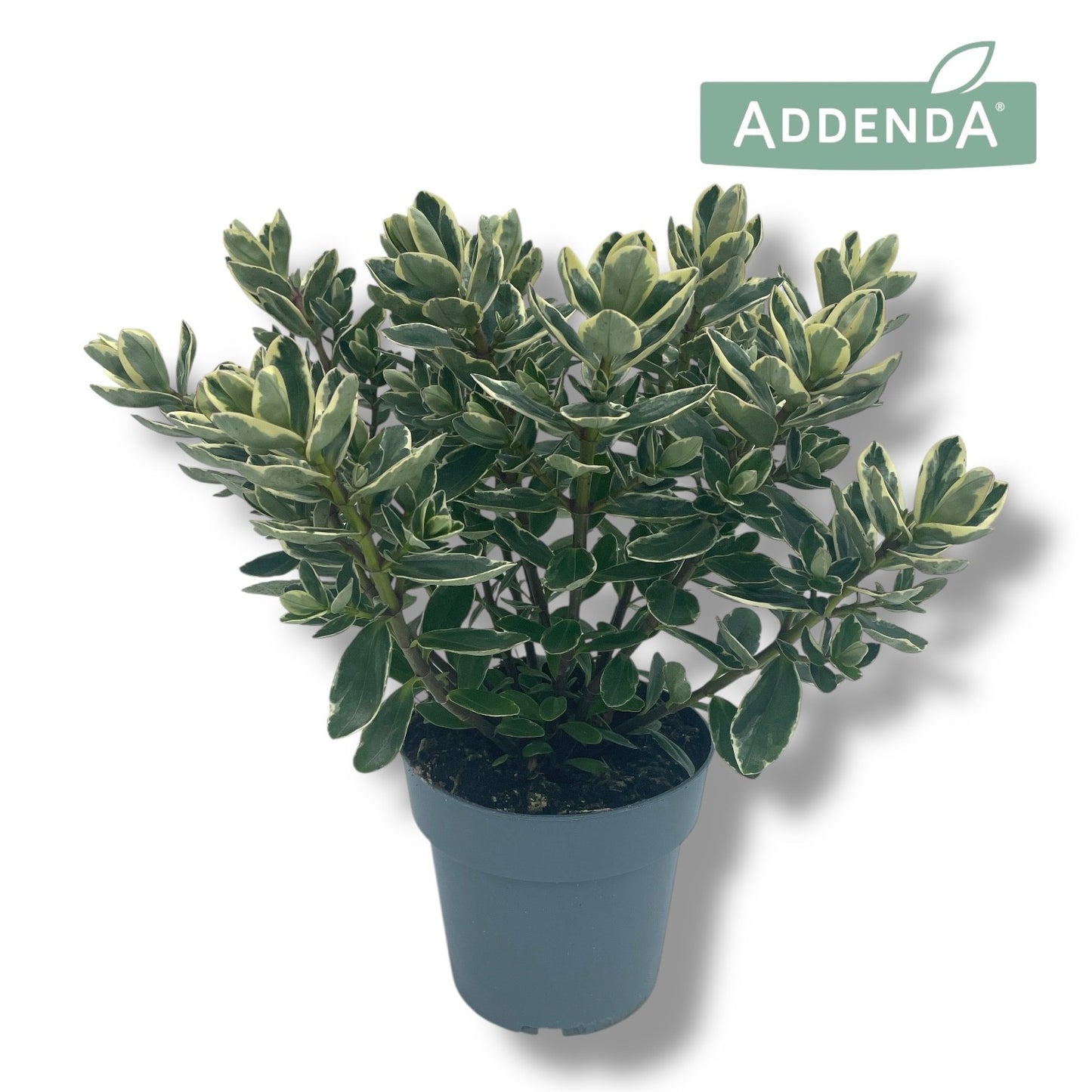 Hebe Katrina 35cm 15cm Pot