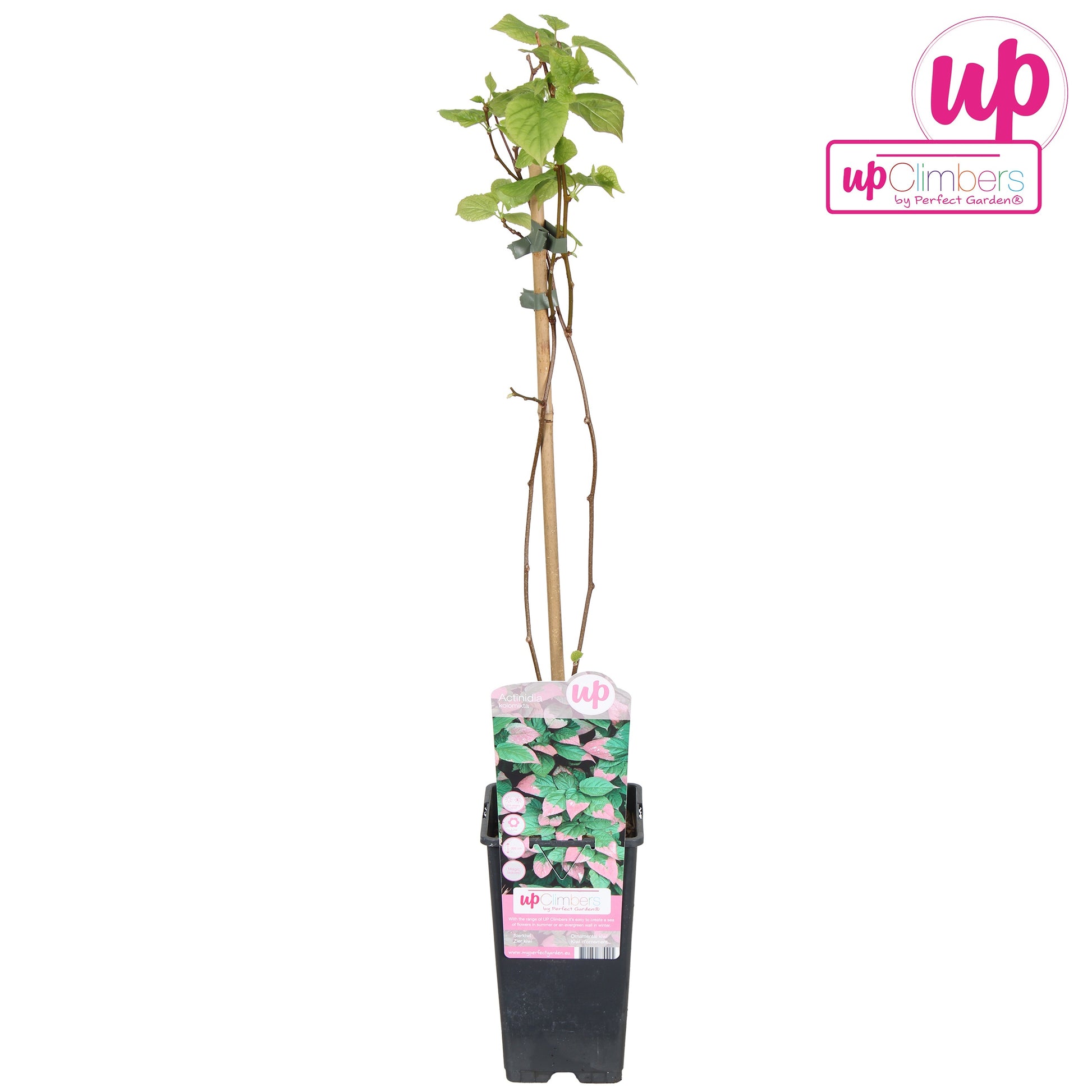Actinidia kolomikta 65cm 15cm Pot