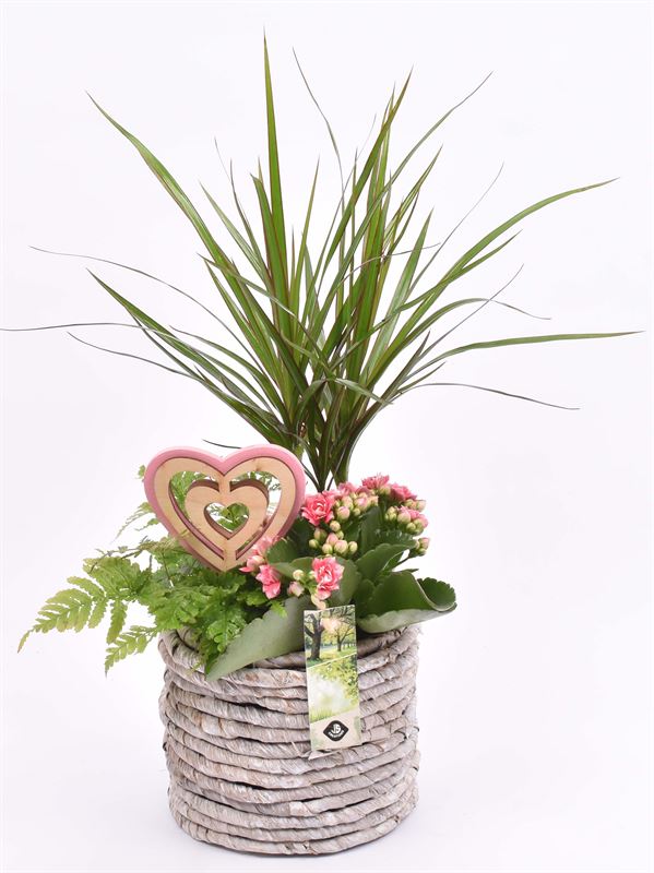 Indoor arrangement 15cm Pot