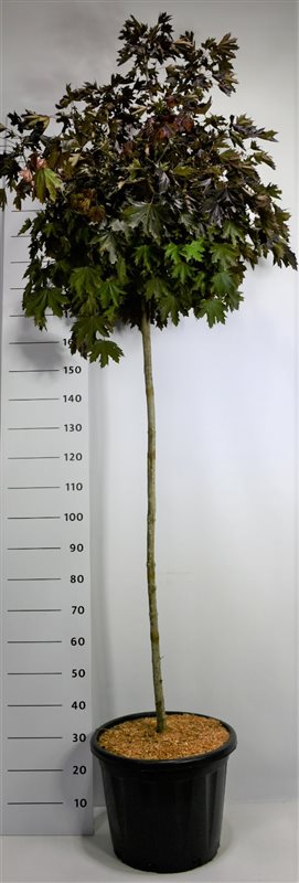Acer Crimson Sentry 270cm 58cm Pot