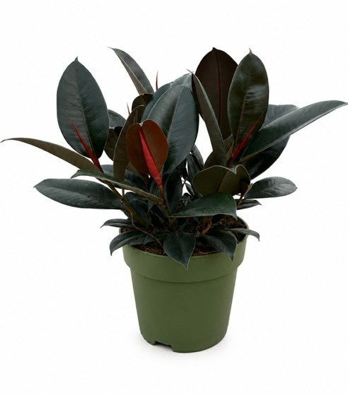 Ficus Abidjan 55cm 21cm Pot