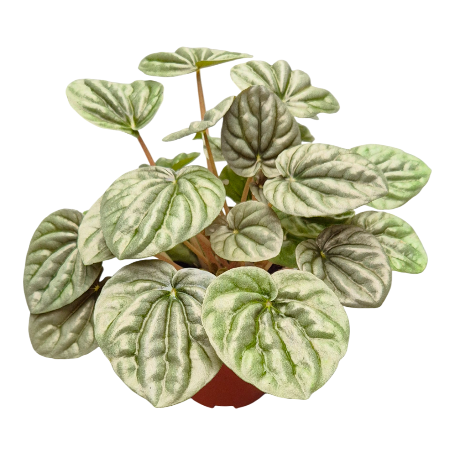 Casa Botanica Peperomia caperata Pack of 2