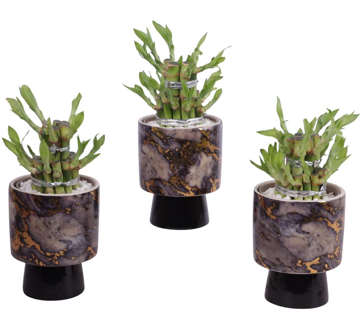 Drac. Lucky Bamboo 20cm 10cm Pot