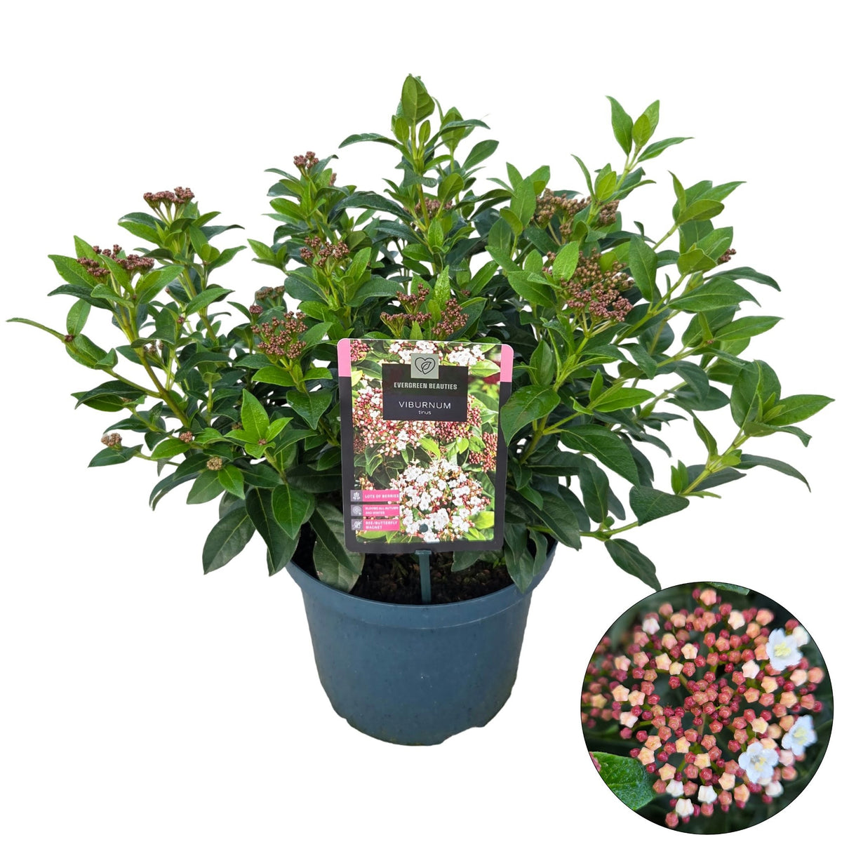 Viburnum tinus 55cm 23cm Pot
