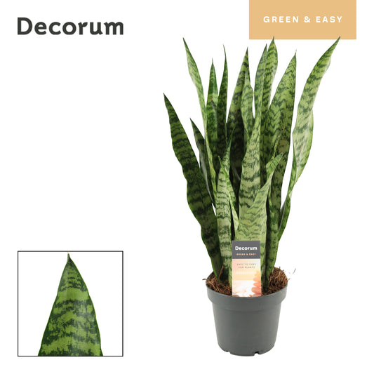 Sansevieria trifasciata 50cm 12cm Pot
