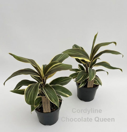 Cordyline frut. Chocolate Queen 35cm 14cm Pot