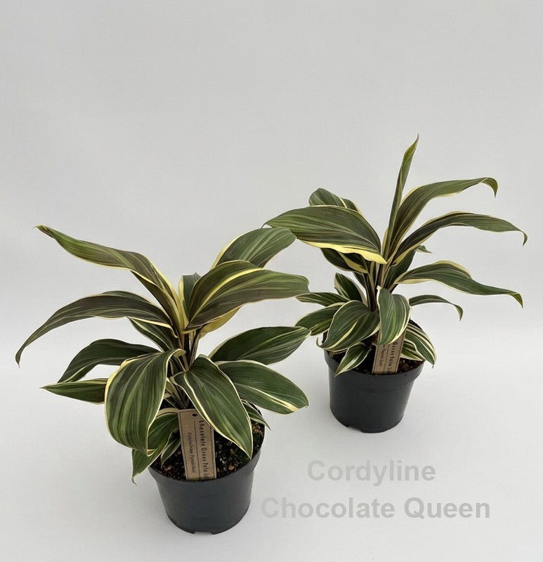 Hofstede Hovaria Cordyline frut. Chocolate Queen Pack of 8