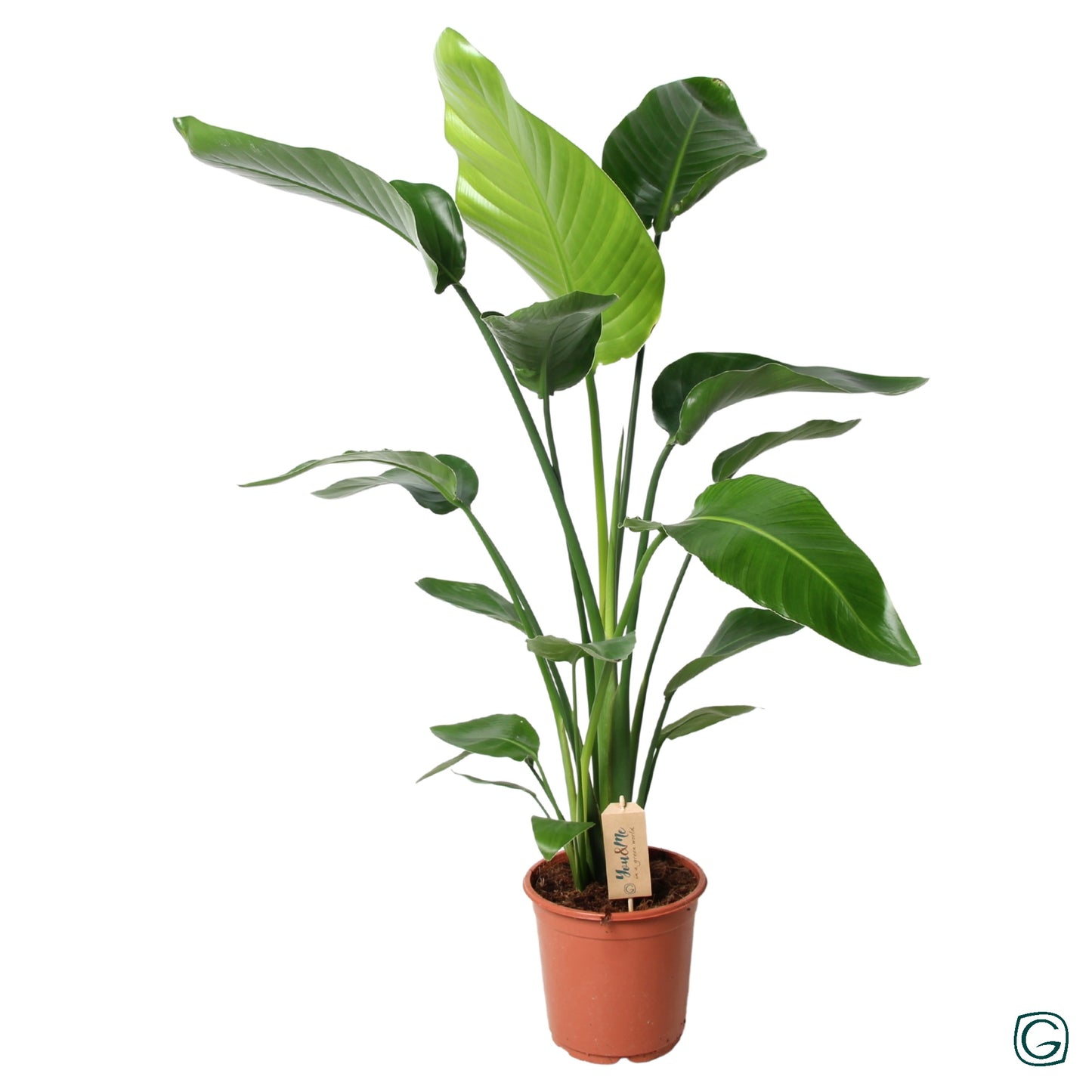 Geest Potplanten BV, DC Strelitzia nicolai Pack of 18