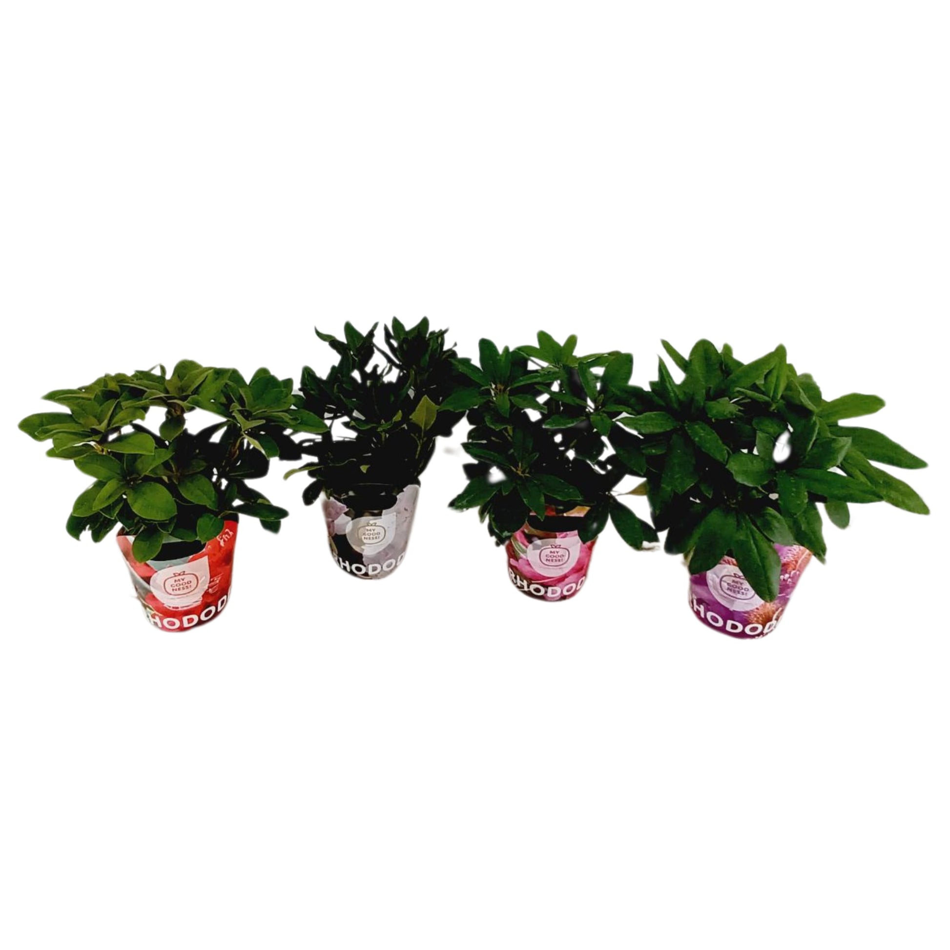 Leybaert BVBA Rhododendron mix Pack of 6