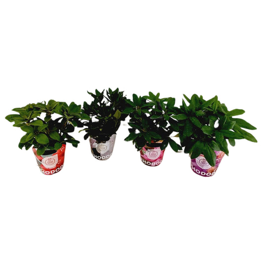 Leybaert BVBA Rhododendron mix Pack of 6