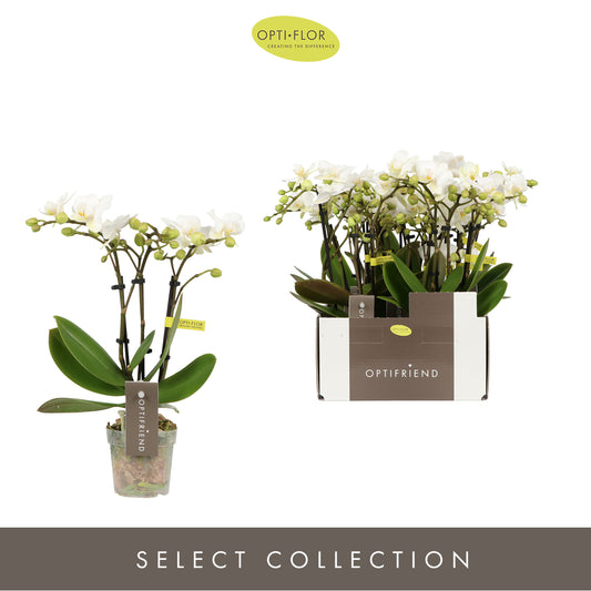 Phalaenopsis multiflora white 25cm 7cm Pot