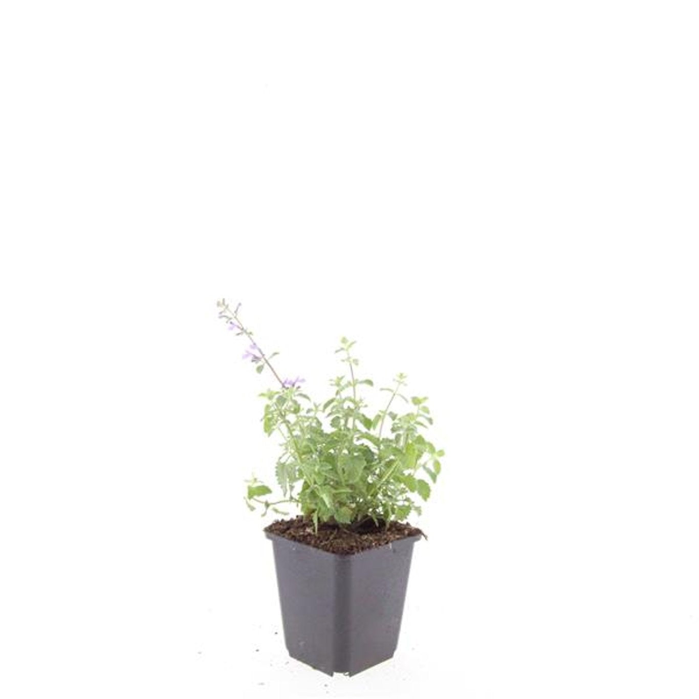 Boer, W.T.M. de Nepeta faassenii Pack of 12
