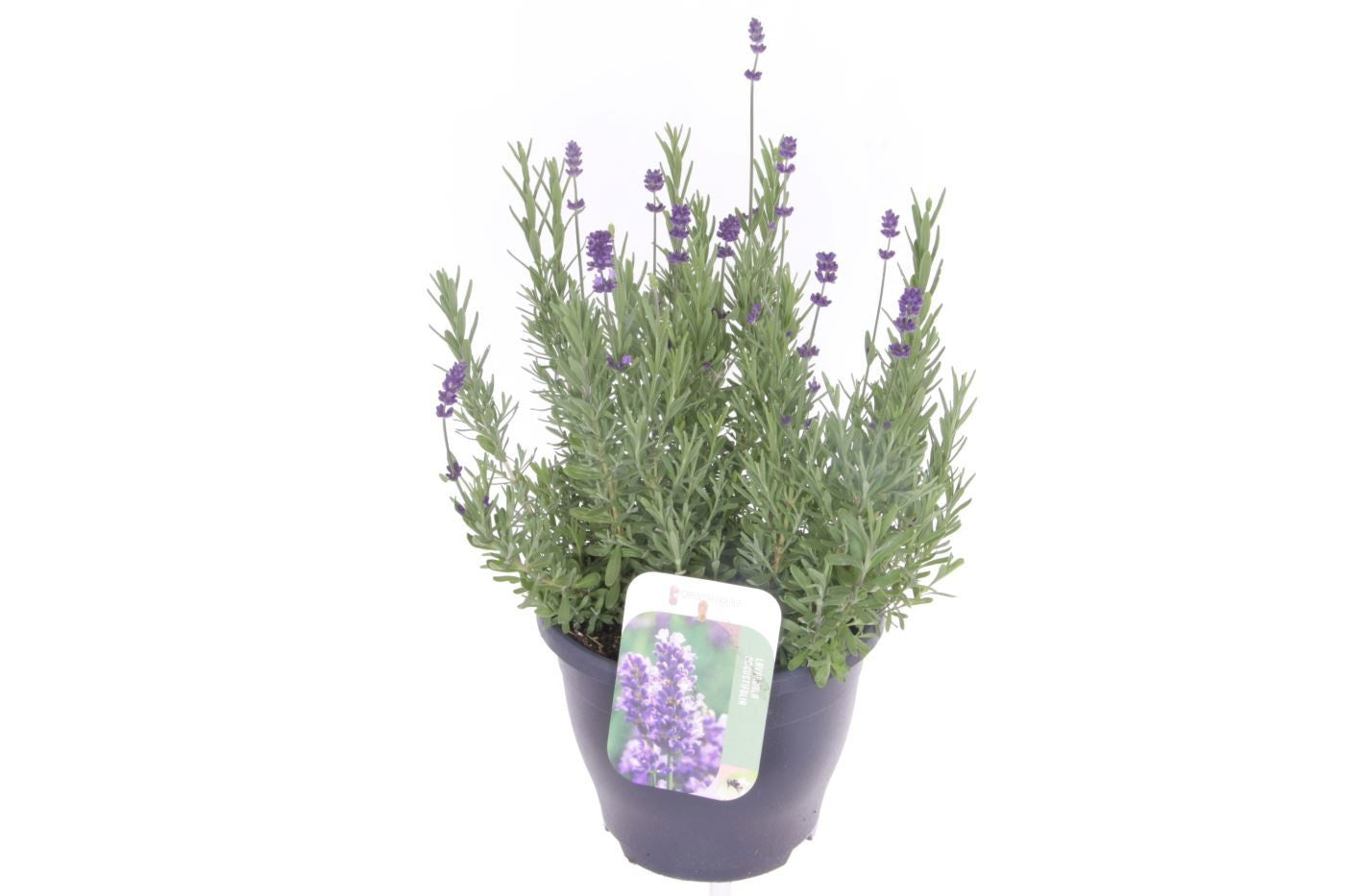 Lavandula ang. Blue Scent 50cm 23cm Pot