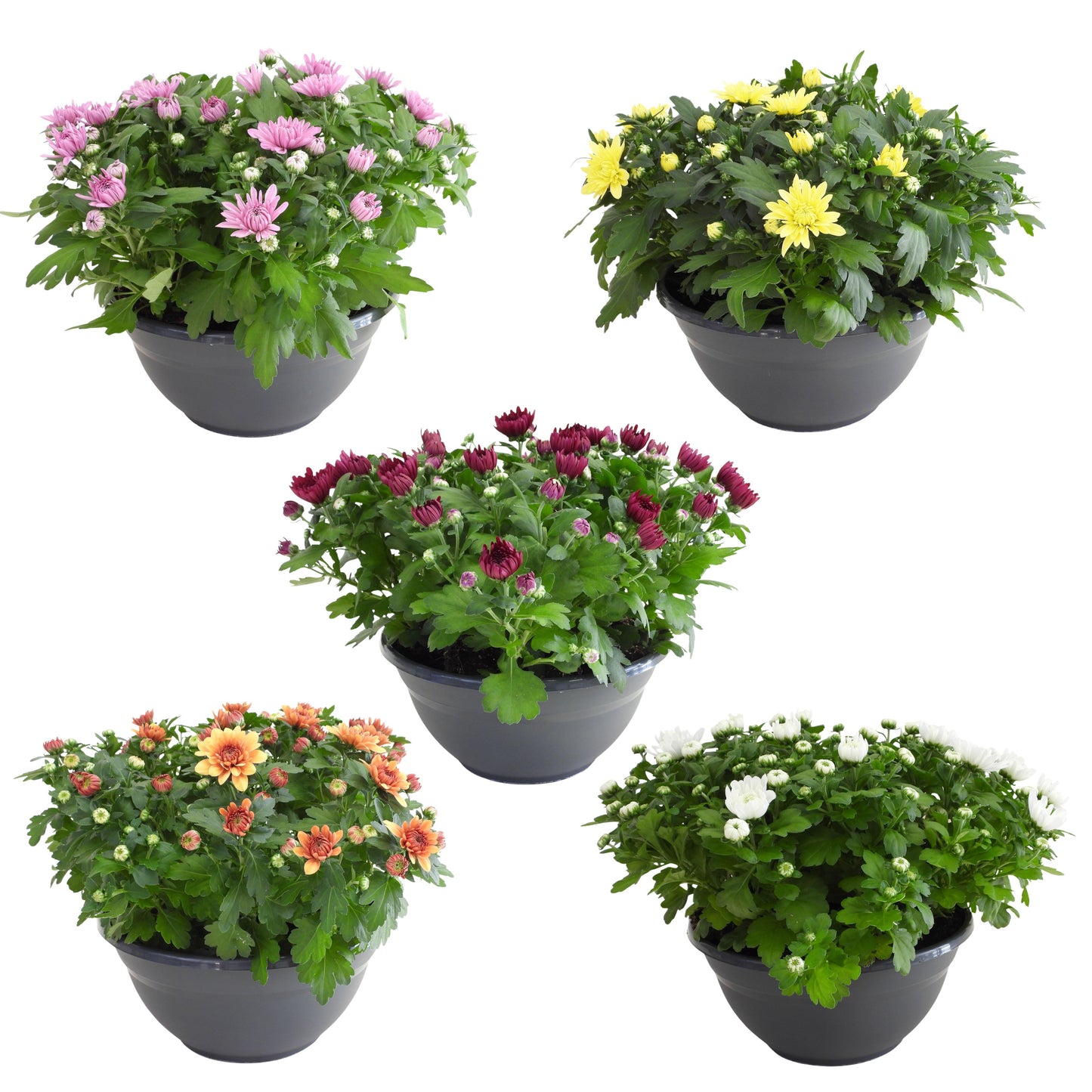 RS Potplants Chrysanthemum mix Pack of 1
