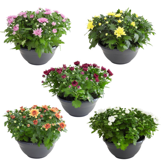RS Potplants Chrysanthemum mix Pack of 1