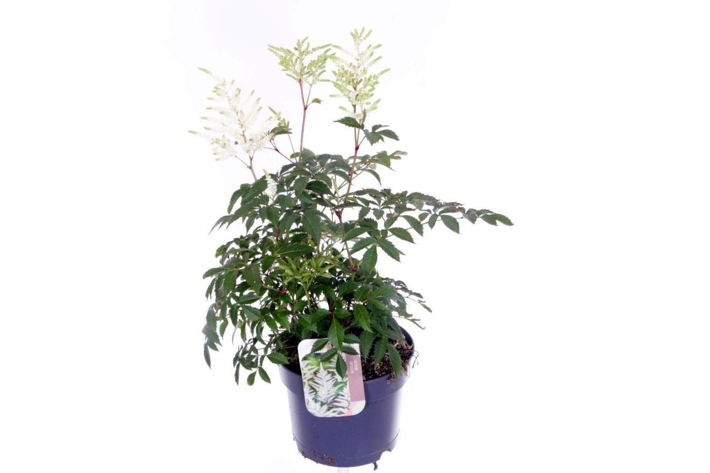 Astilbe jap. Deutschland 50cm 17cm Pot
