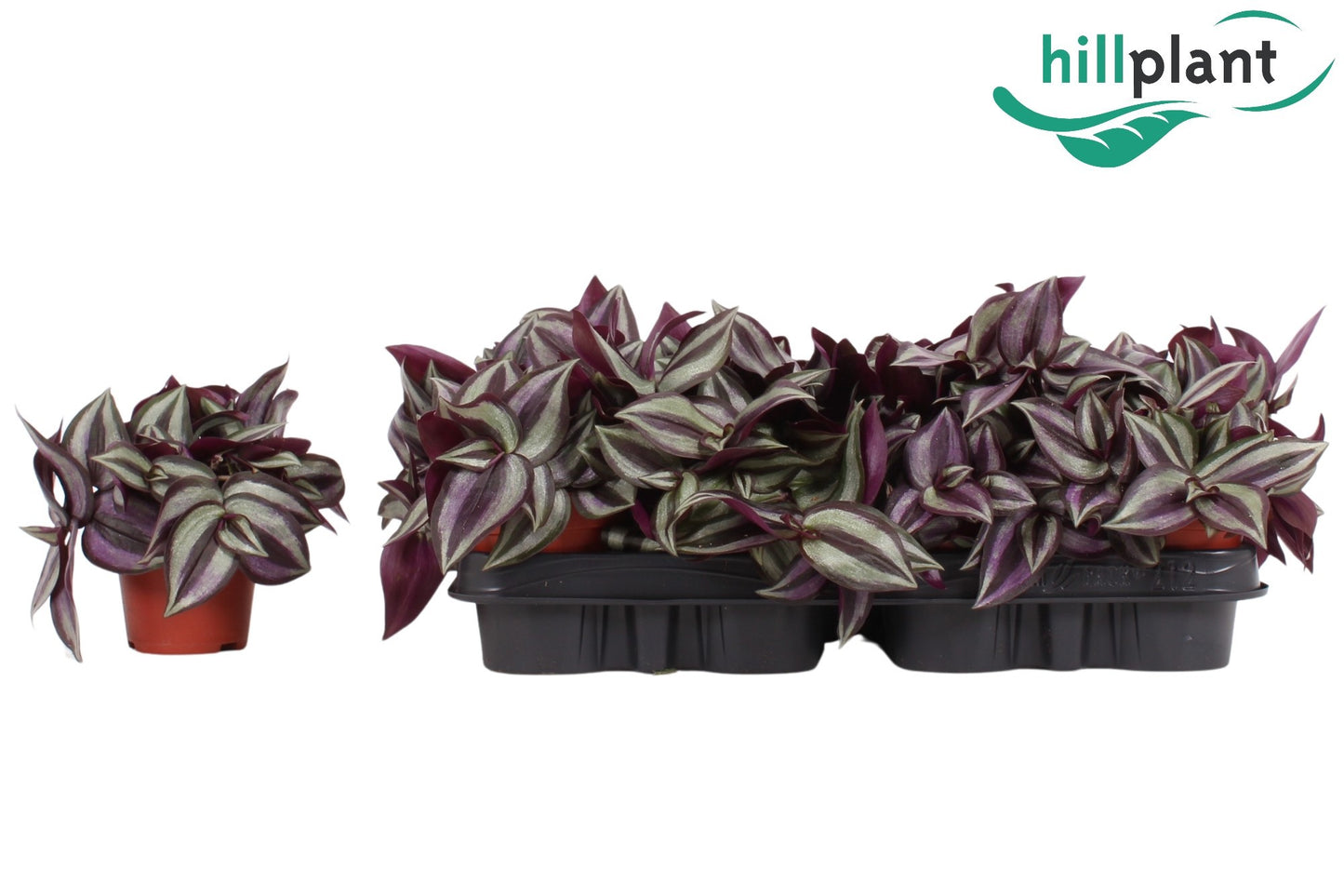 Tradescantia Violet Hill 35cm 9cm Pot