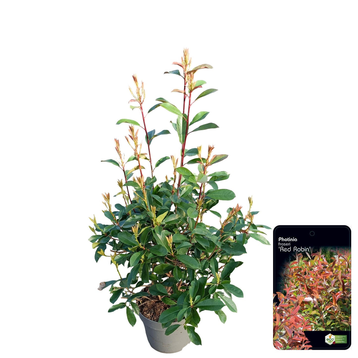 Photinia Red Robin 80cm 29cm Pot