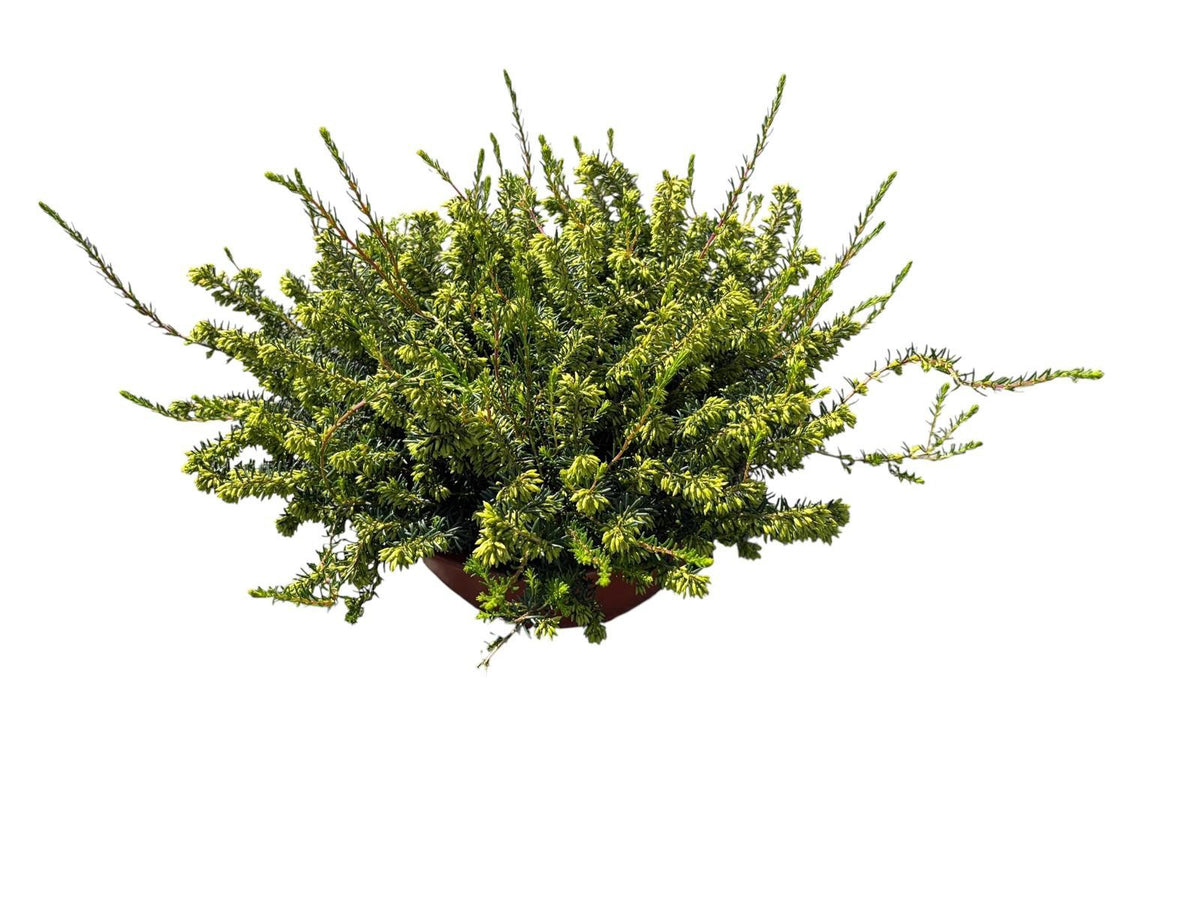 Erica White Perfection 35cm 23cm Pot