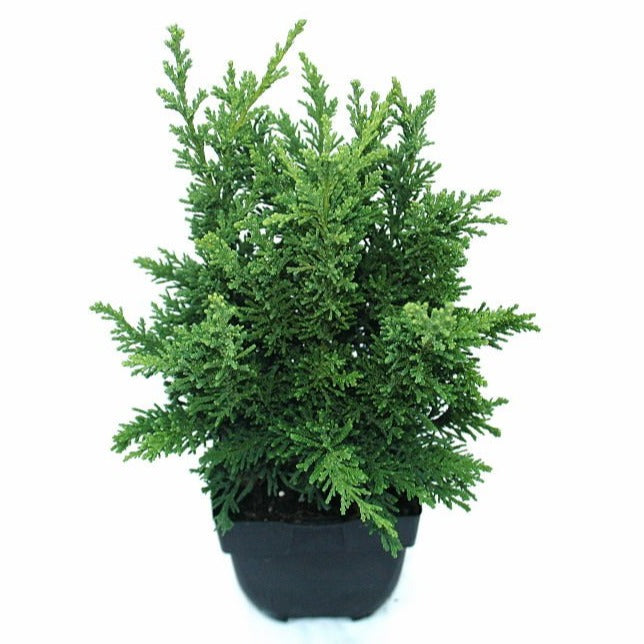 Chamaecyparis obtusa Draht 60cm 17cm Pot