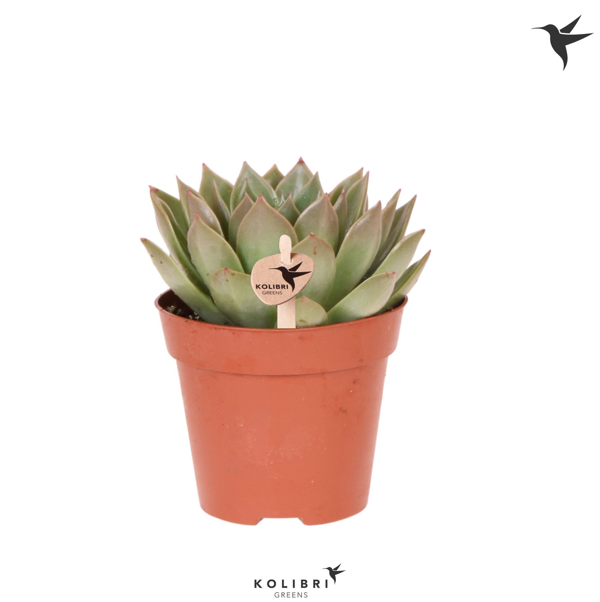 kolibri-greens-succulenten-echeveria-miranda-20cm-12cm-pot