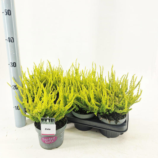 Calluna Garden Girls mix 25cm 13cm Pot