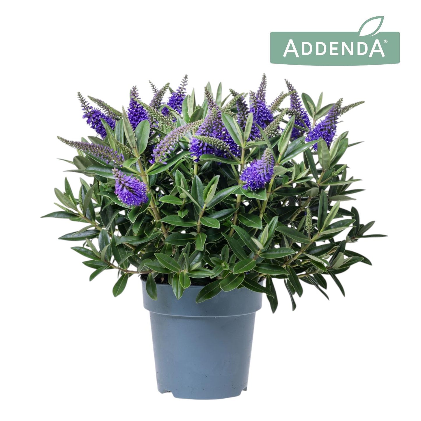 Hebe Addenda Donna Blue 30cm 15cm Pot