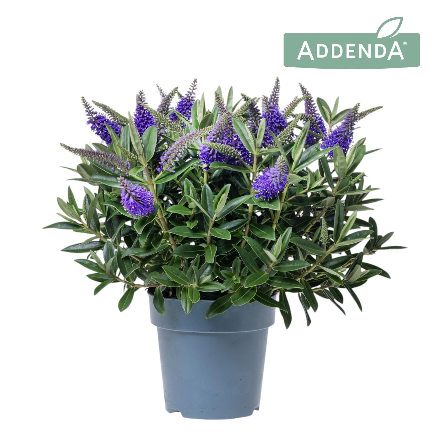 Hebe Addenda Donna Blue 30cm 15cm Pot