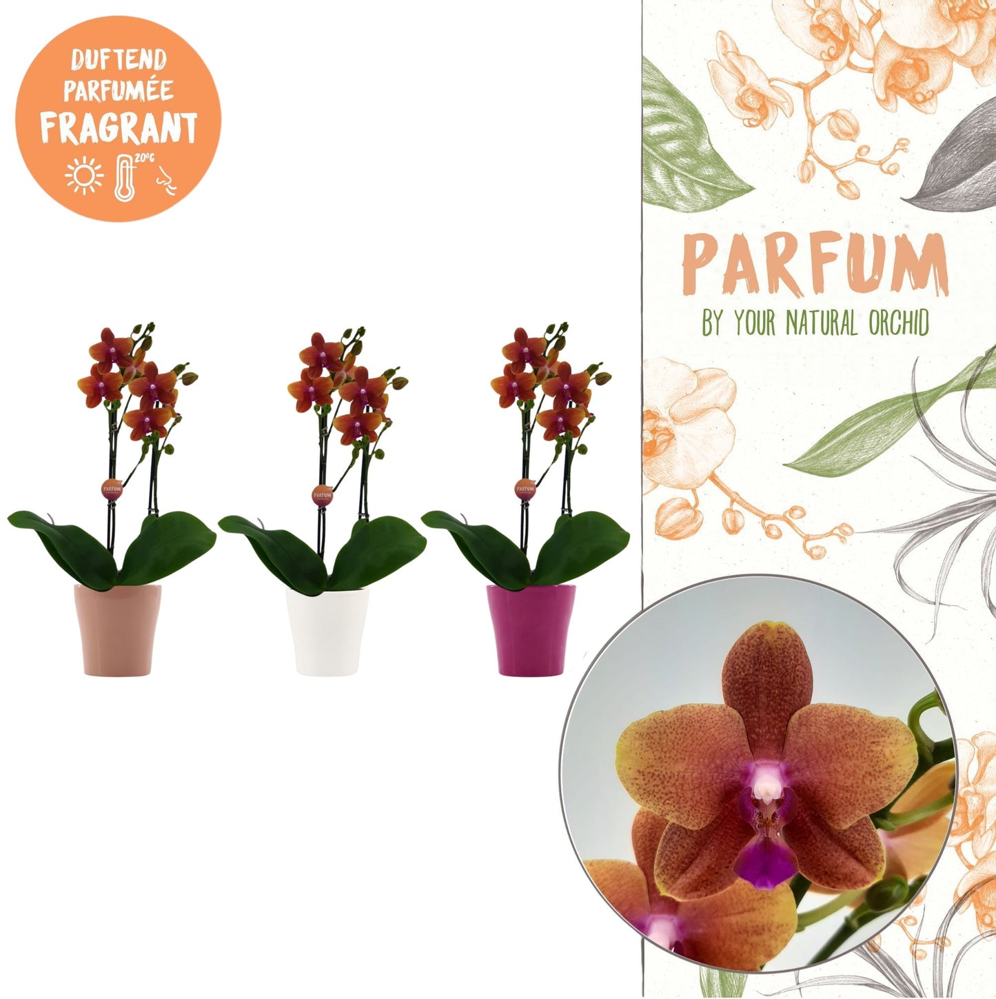 Phalaenopsis mf. Bolgheri 45cm 12cm Pot