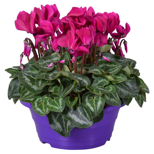 Cyclamen Allure purple 30cm 23cm Pot