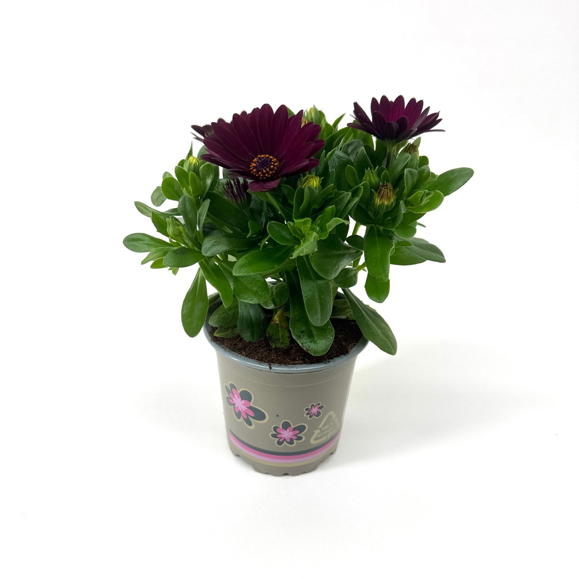 Osteospermum Serenity Dark Purple 22cm 11cm Pot